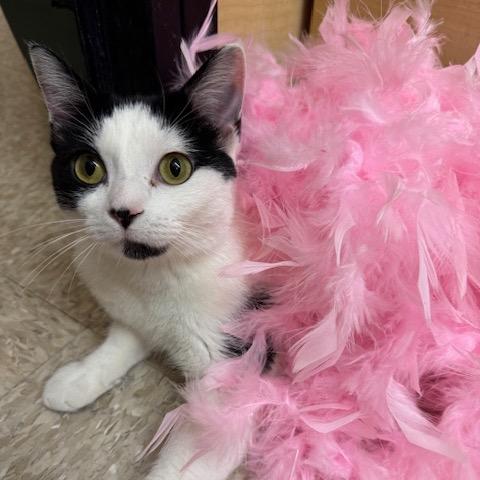 Enlarge Yazek Charm 55338, a Adoptable mixed breed in Eaton Rapids, MI image 5/6