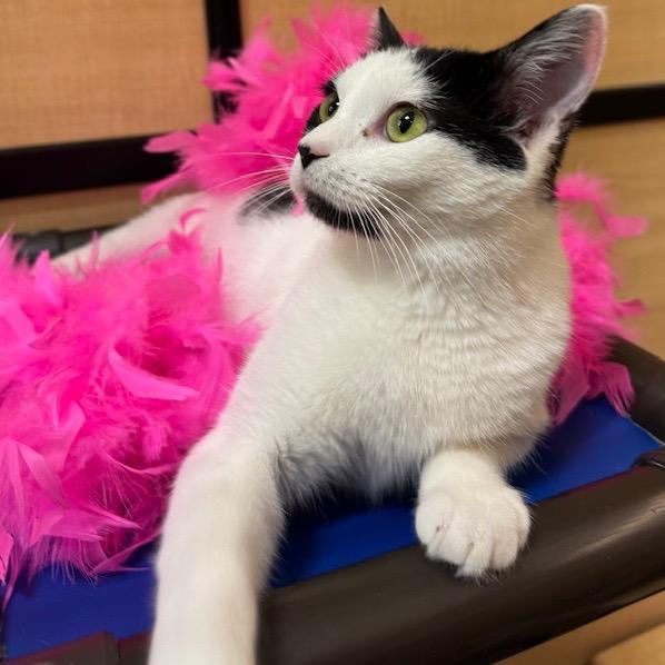 Enlarge Yazek Charm 55338, a Adoptable mixed breed in Eaton Rapids, MI image 6/6