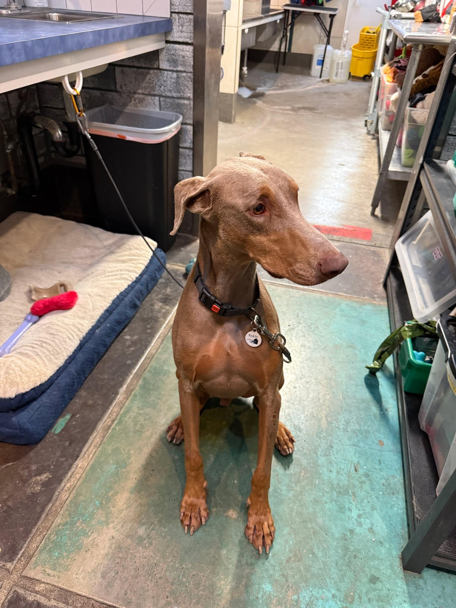 Ryder, adoptable, Young Male Doberman Pinscher.