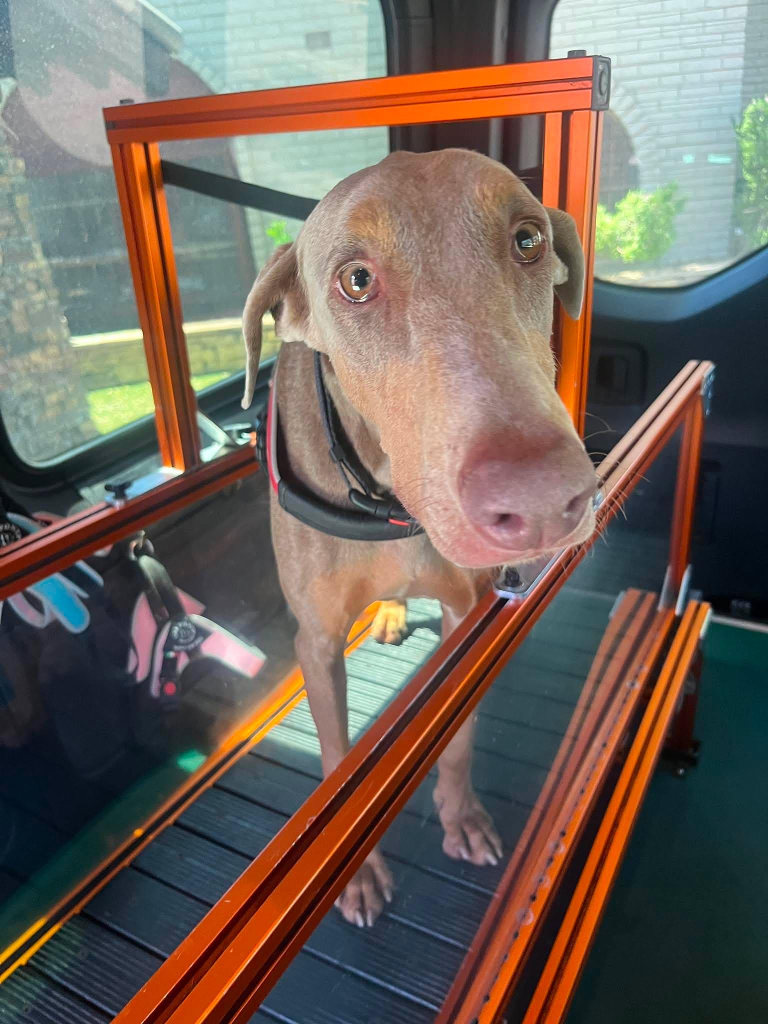 Ryder, an adoptable Doberman Pinscher in Phoenix, AZ image 3/6