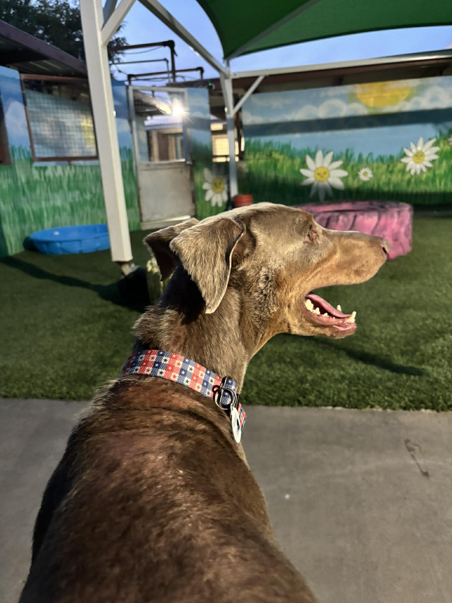 Enlarge Ryder, an adoptable Doberman Pinscher in Phoenix, AZ image 1/6