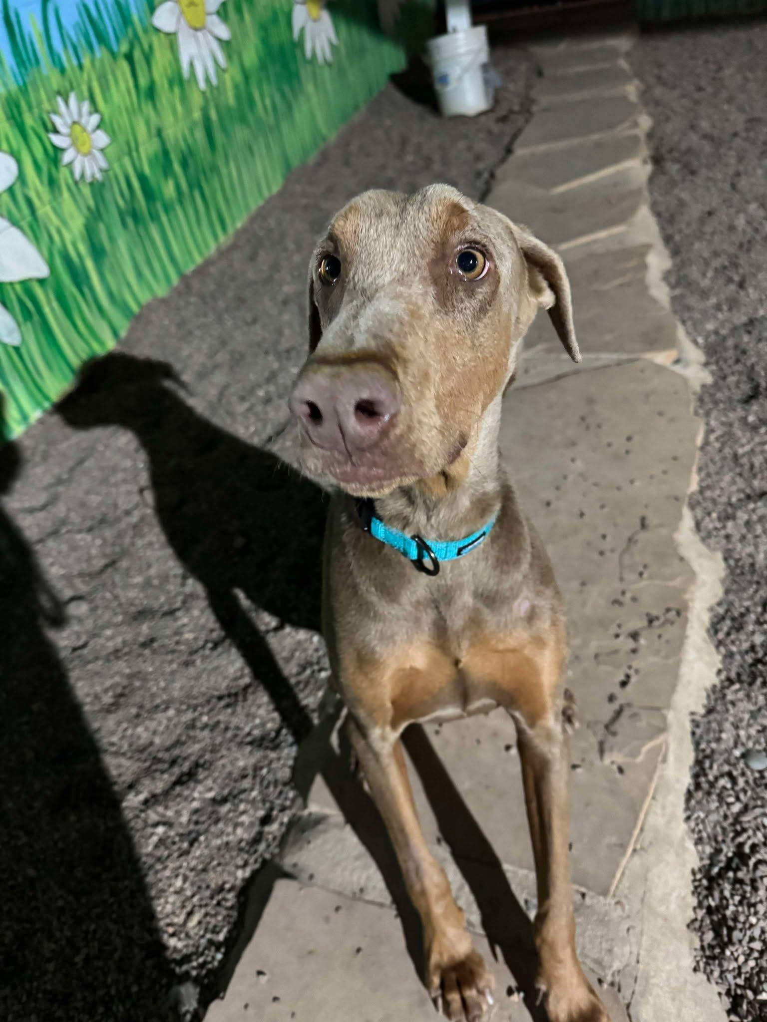 Enlarge Ryder, an adoptable Doberman Pinscher in Phoenix, AZ image 4/6