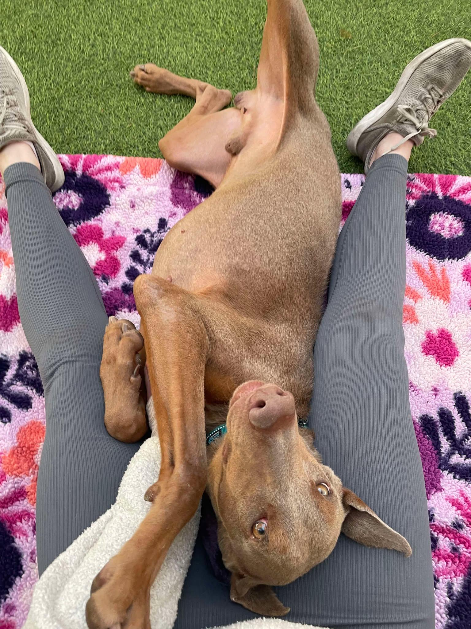 Enlarge Ryder, an adoptable Doberman Pinscher in Phoenix, AZ image 2/6