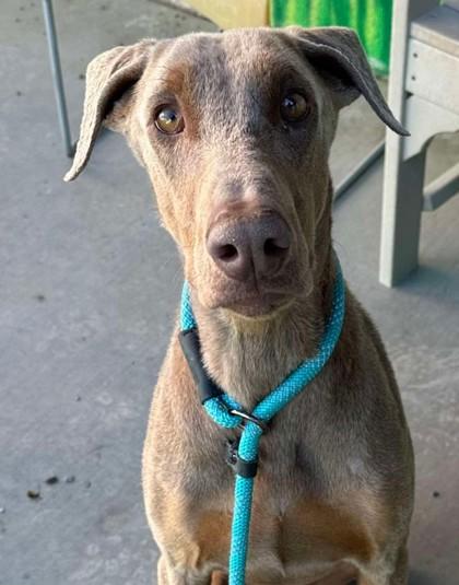 Enlarge Ryder, an adoptable Doberman Pinscher in Phoenix, AZ image 3/6