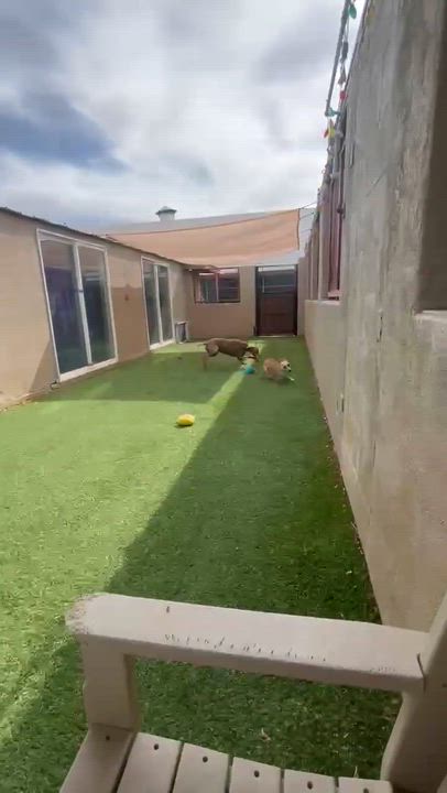 Enlarge Ryder, an adoptable Doberman Pinscher in Phoenix, AZ video 5/6