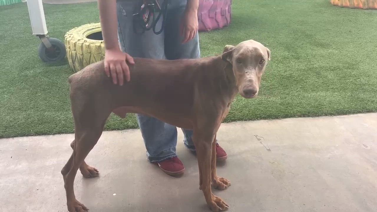 Enlarge Ryder, an adoptable Doberman Pinscher in Phoenix, AZ video 6/6