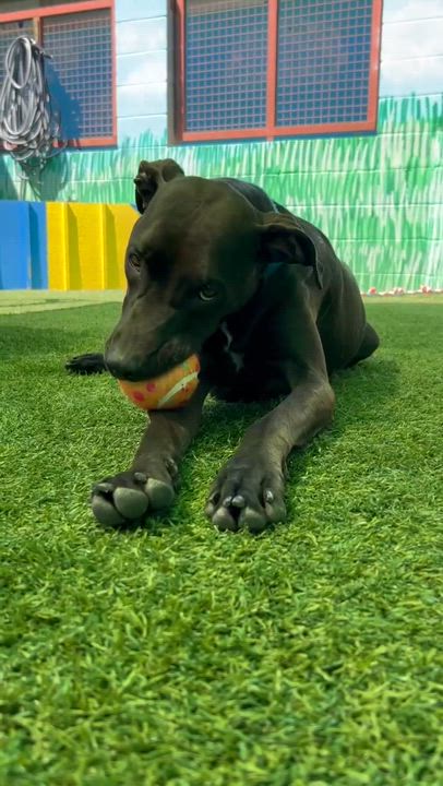 Enlarge Ryder, an adoptable Doberman Pinscher in Phoenix, AZ video 5/6