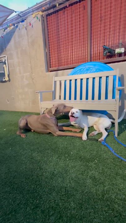 Enlarge Ryder, an adoptable Doberman Pinscher in Phoenix, AZ video 6/6