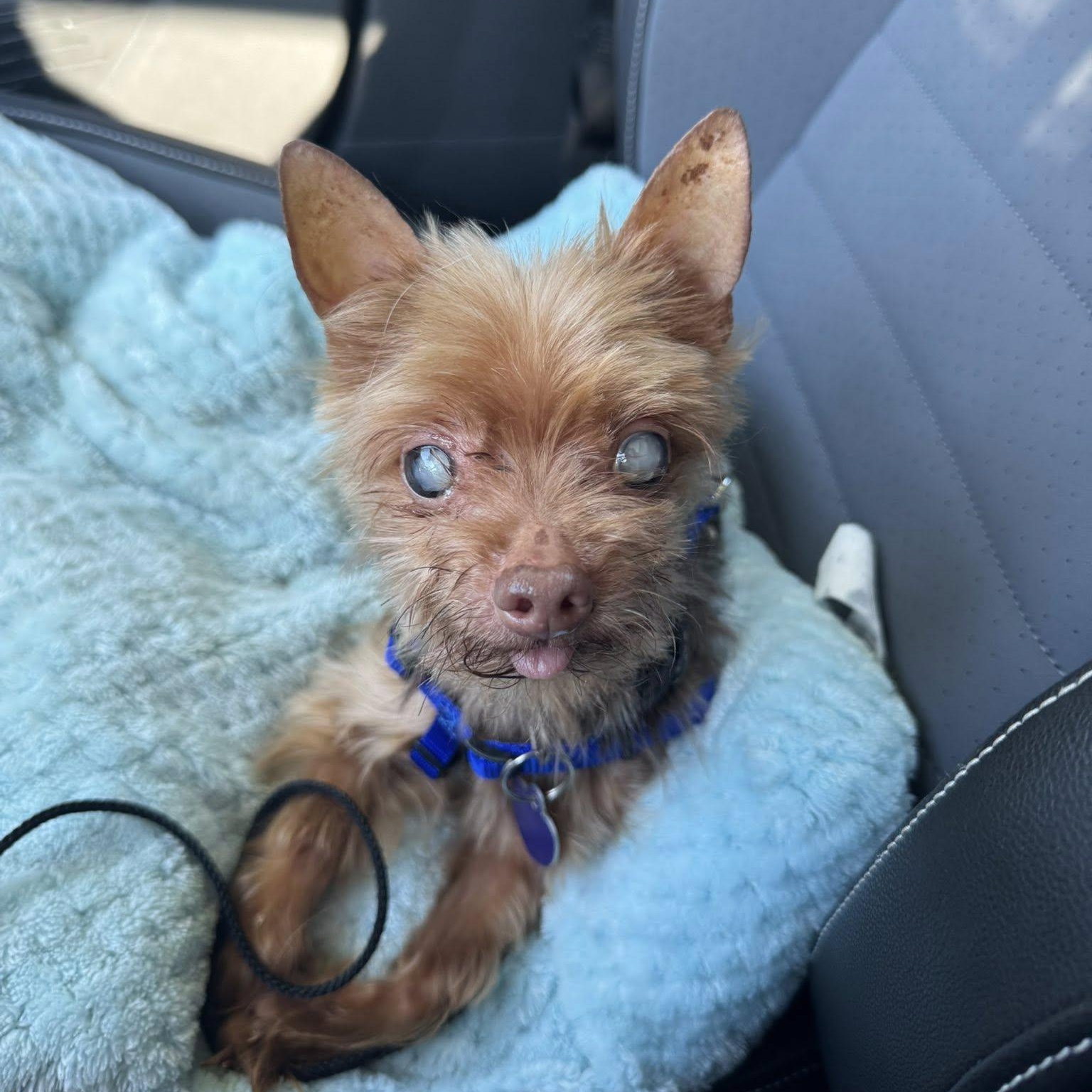 Newman