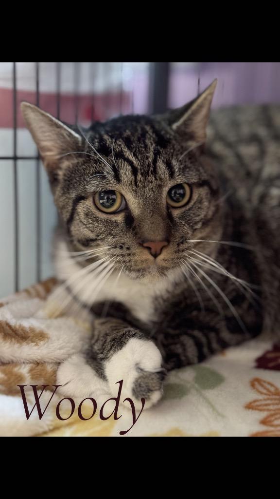 Woody, Adoptable, Young Male Domestic Short Hair.