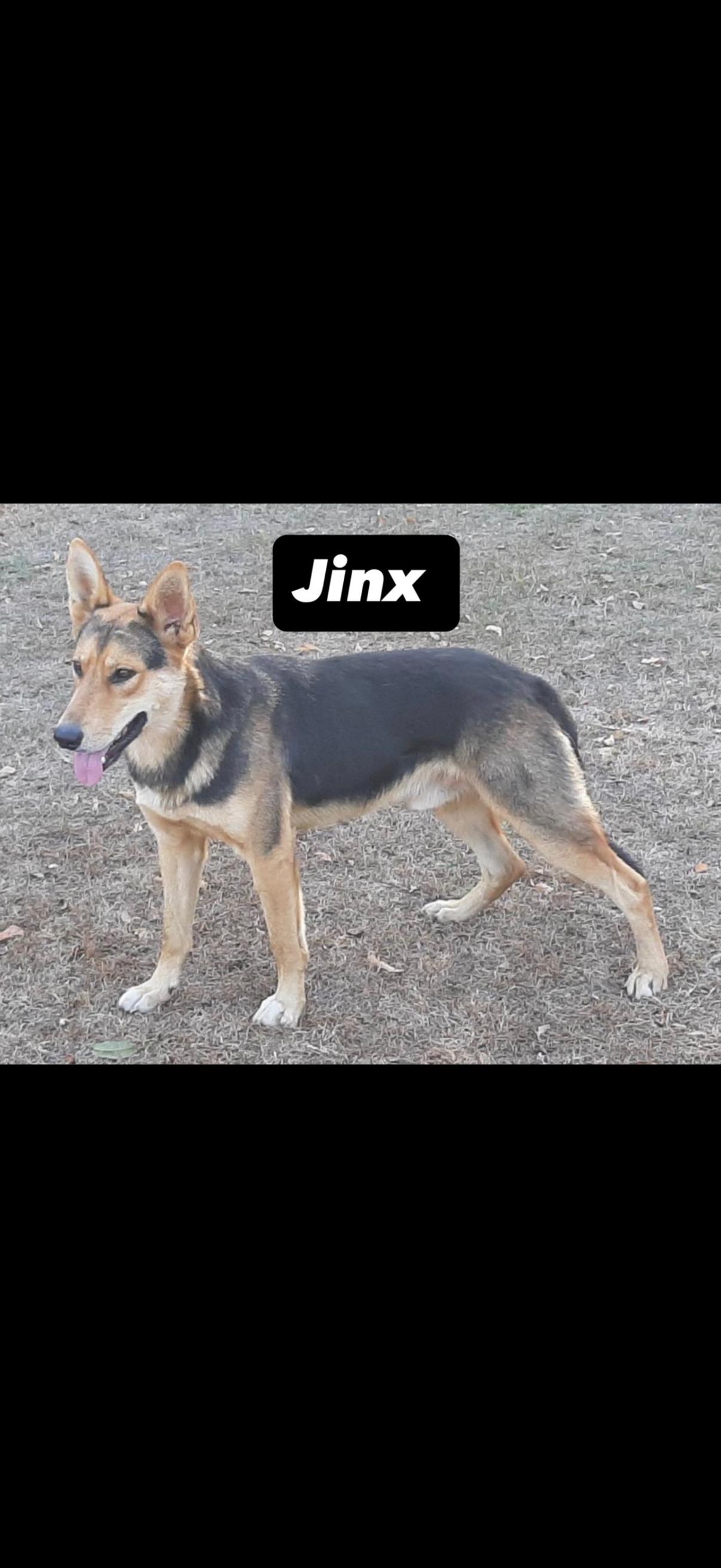 Enlarge Jinx - 2 years old, a Adoptable German Shepherd Dog in Muldrow, OK image 1/1
