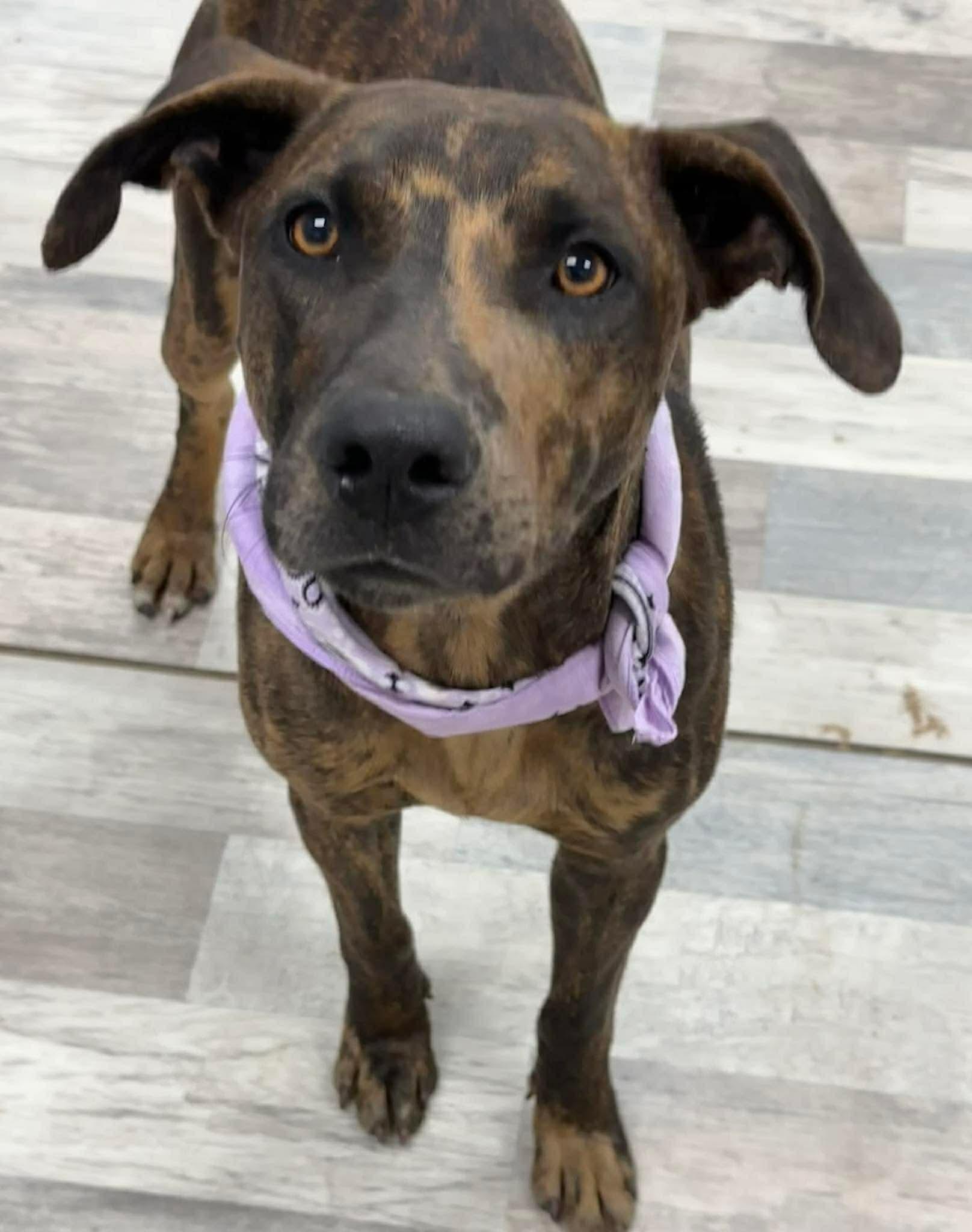 Enlarge Rajah, a ADOPTABLE mixed breed in Olympia, WA image 2/6