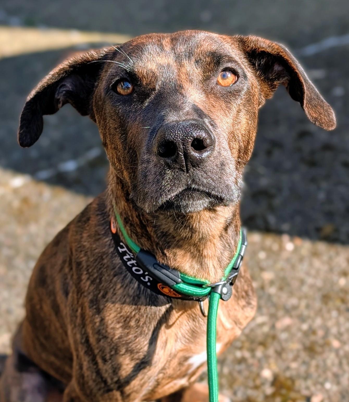 Rajah, ADOPTABLE, Young Female Labrador Retriever.