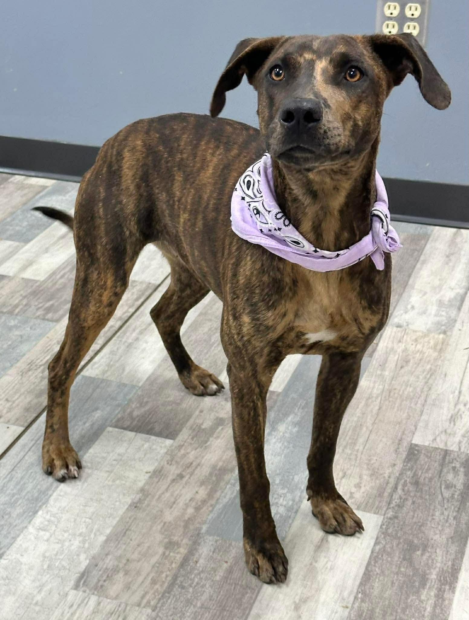 Enlarge Rajah, a ADOPTABLE mixed breed in Olympia, WA image 4/6