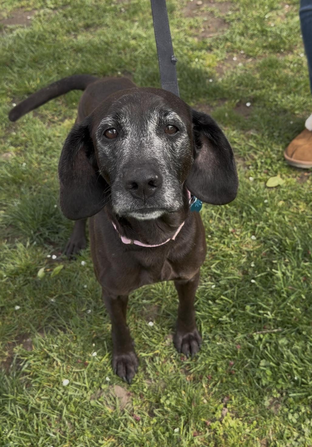 Memaw, adopted, Senior Female Beagle.