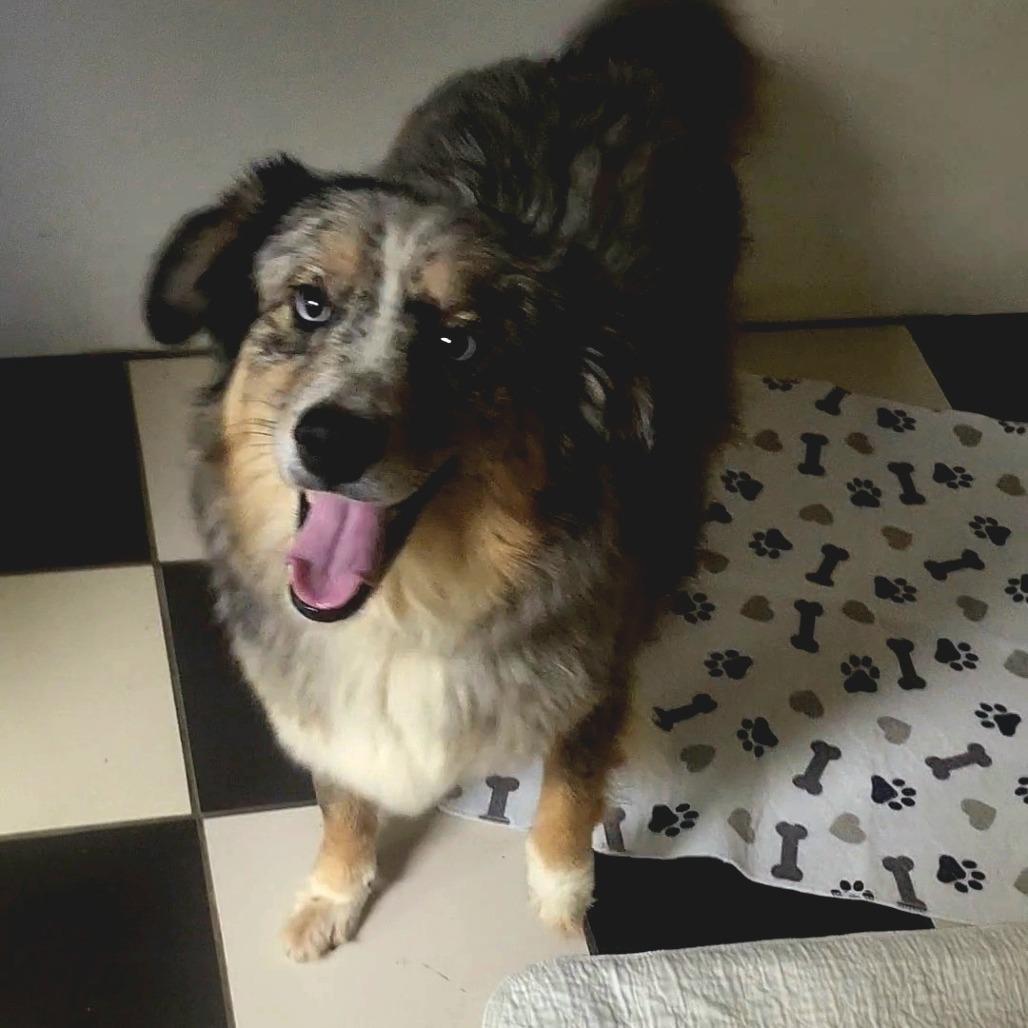 Ace (Buck), Adoptable, Adult Male Australian Shepherd.