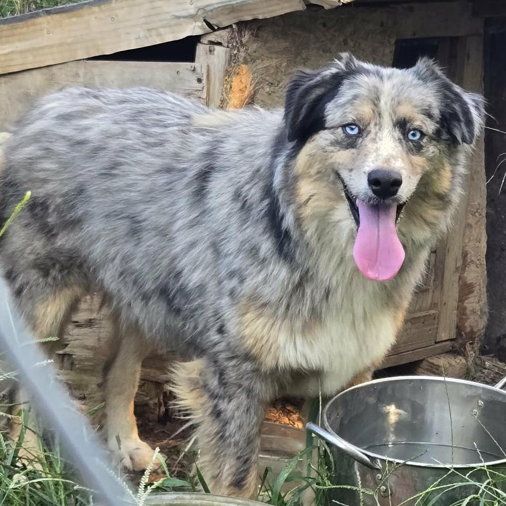 Enlarge Ace (Buck), a Adoptable Australian Shepherd in Gordonsville, TN image 2/3