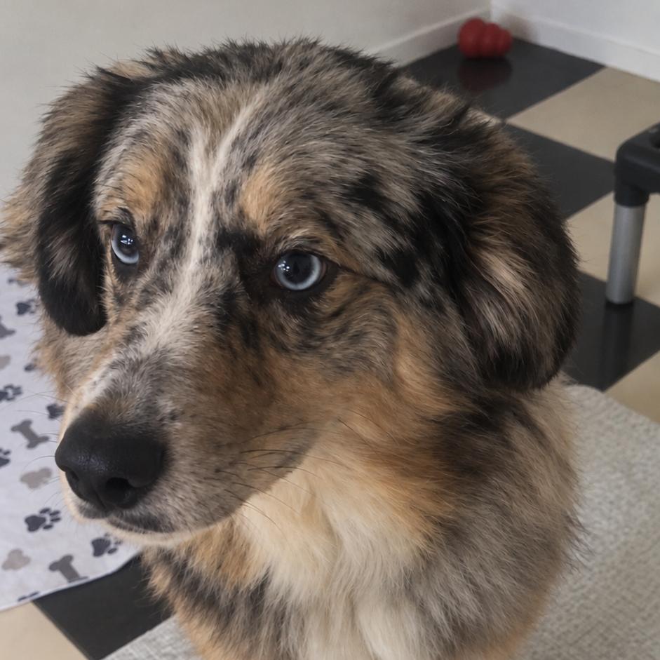 Enlarge Ace (Buck), a Adoptable Australian Shepherd in Gordonsville, TN image 3/3