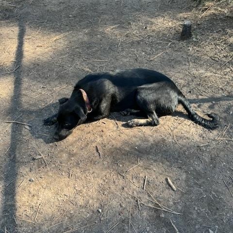 Bella, Adopted, Young Female Labrador Retriever & Hound.