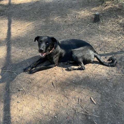 Bella, Adopted, Young Female Labrador Retriever & Hound.