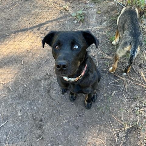 Bella, a Adopted mixed breed in Superior, MT image 3/3