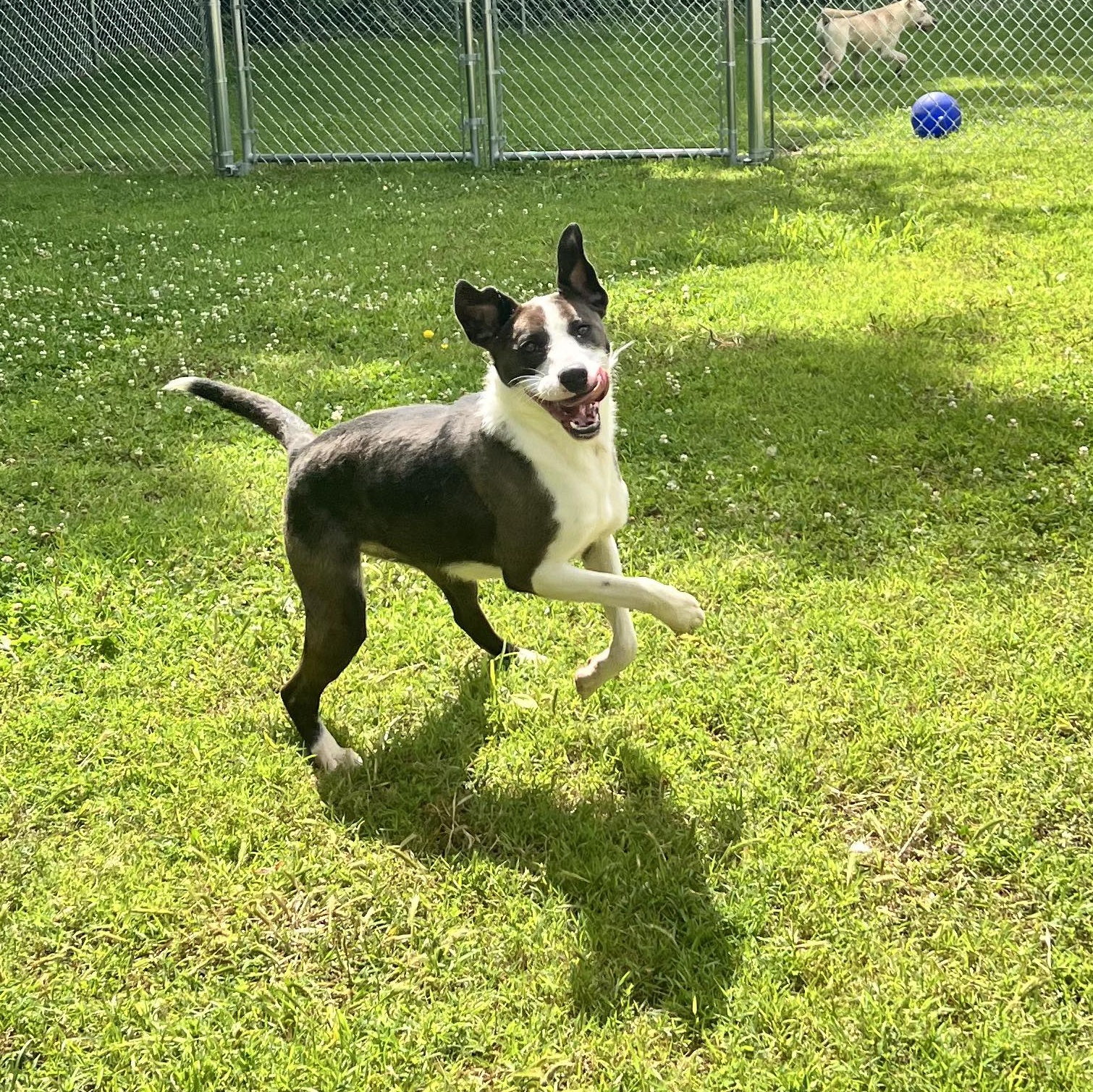 Bessie, Adoptable, Young Female Border Collie & Labrador Retriever.