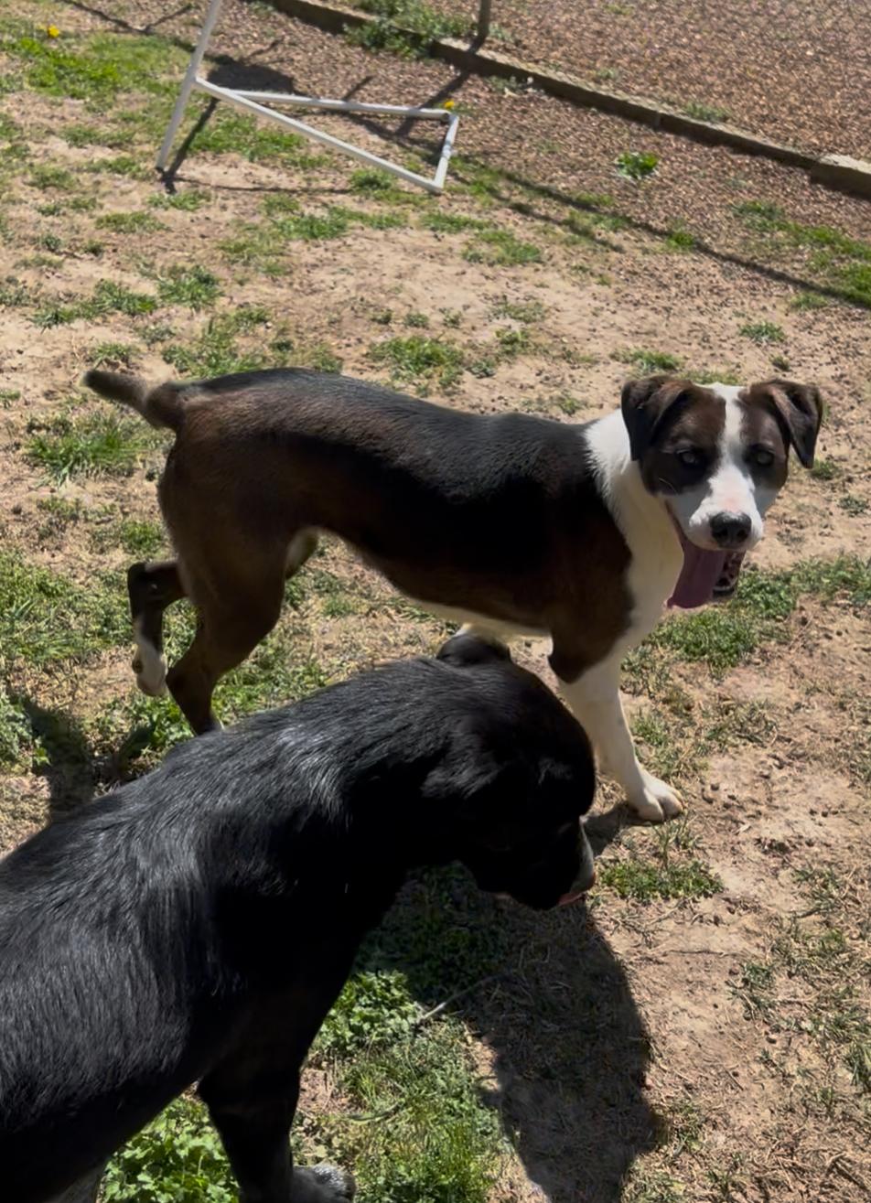 Bessie, a Adoptable mixed breed in Dyersburg, TN image 2/6