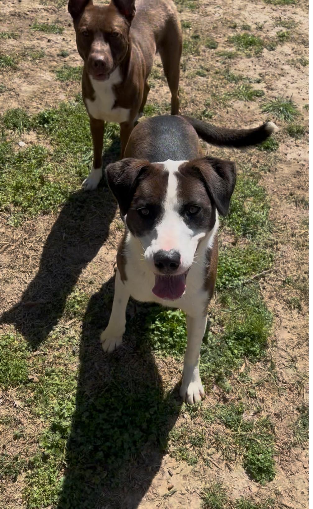 Bessie, a Adoptable mixed breed in Dyersburg, TN image 3/6