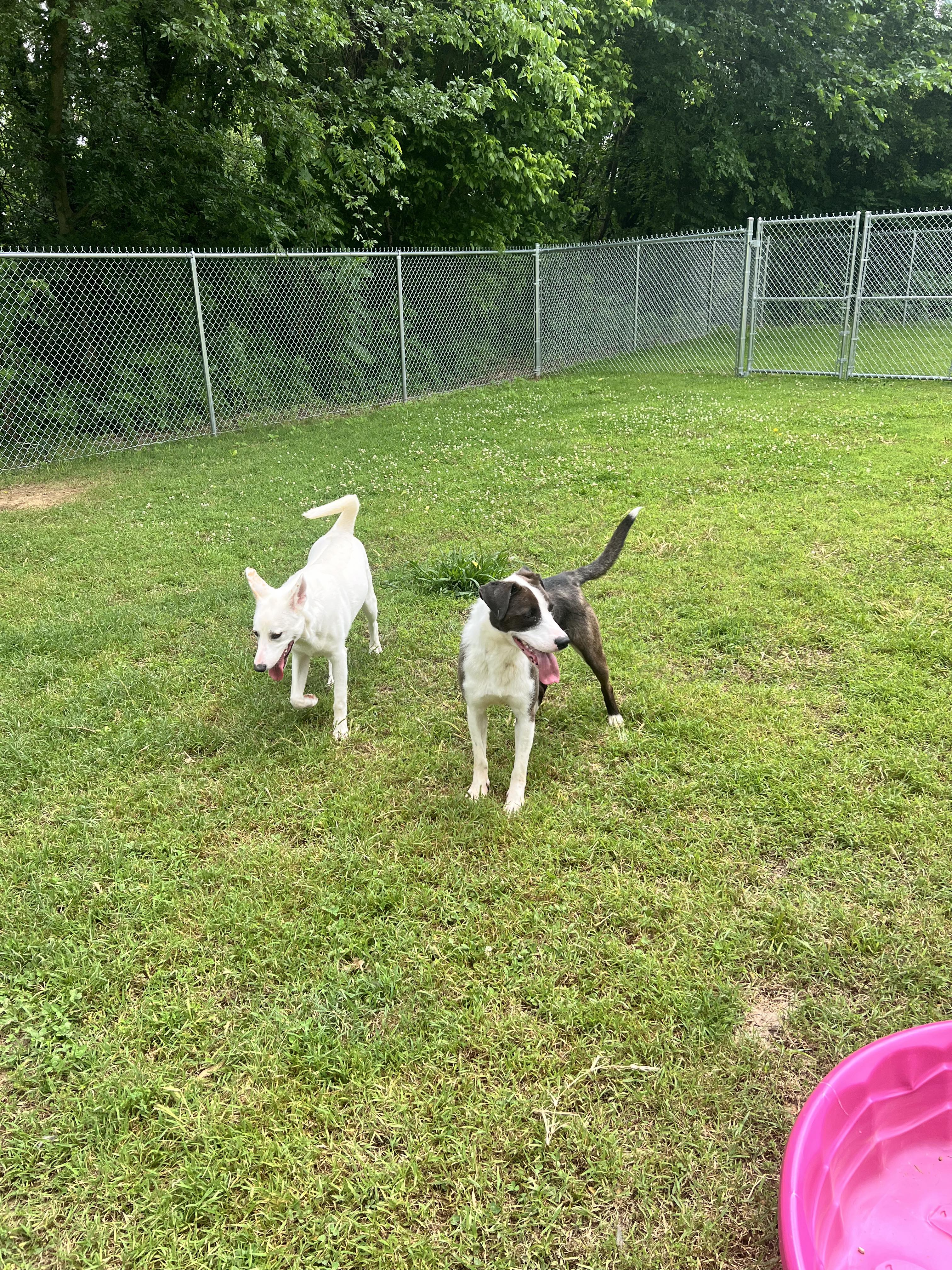 Bessie, a Adoptable mixed breed in Dyersburg, TN image 4/6