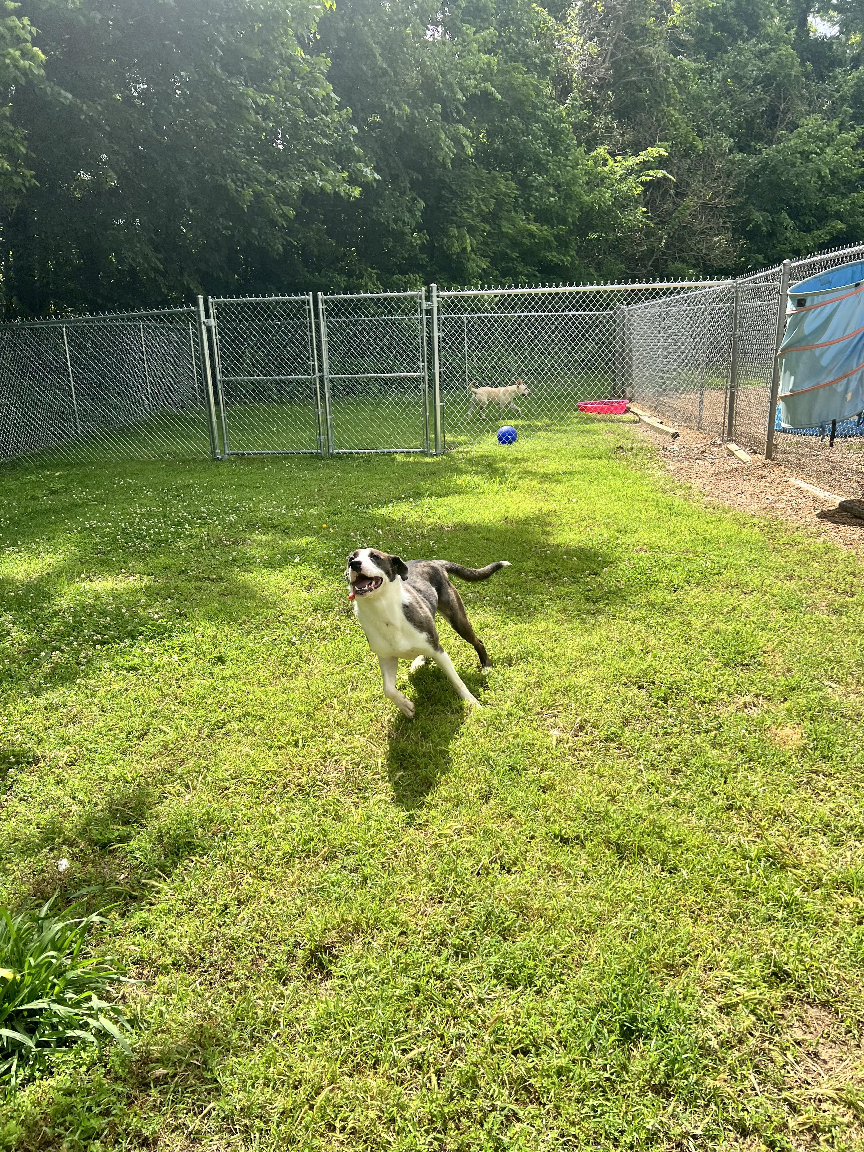 Bessie, a Adoptable mixed breed in Dyersburg, TN image 5/6