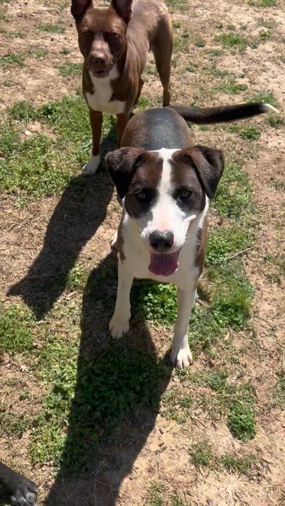 Enlarge Bessie, a Adoptable mixed breed in Dyersburg, TN video 6/6