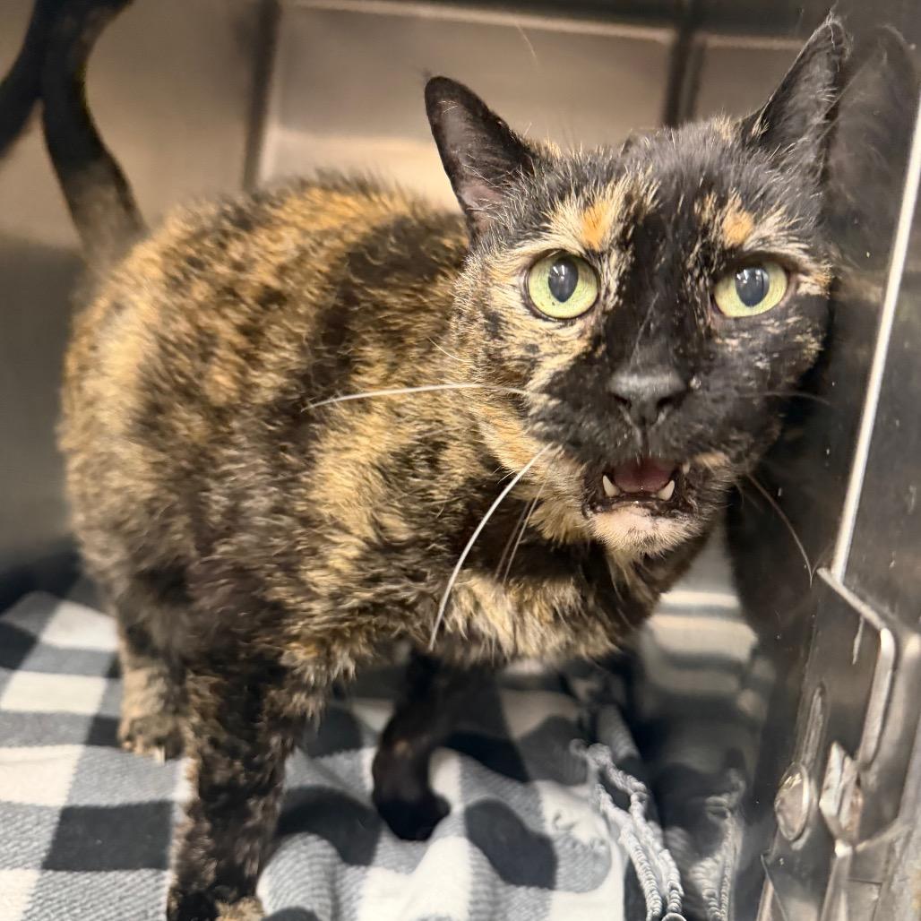 Delilah, Adoptable, Adult Female Domestic Short Hair.