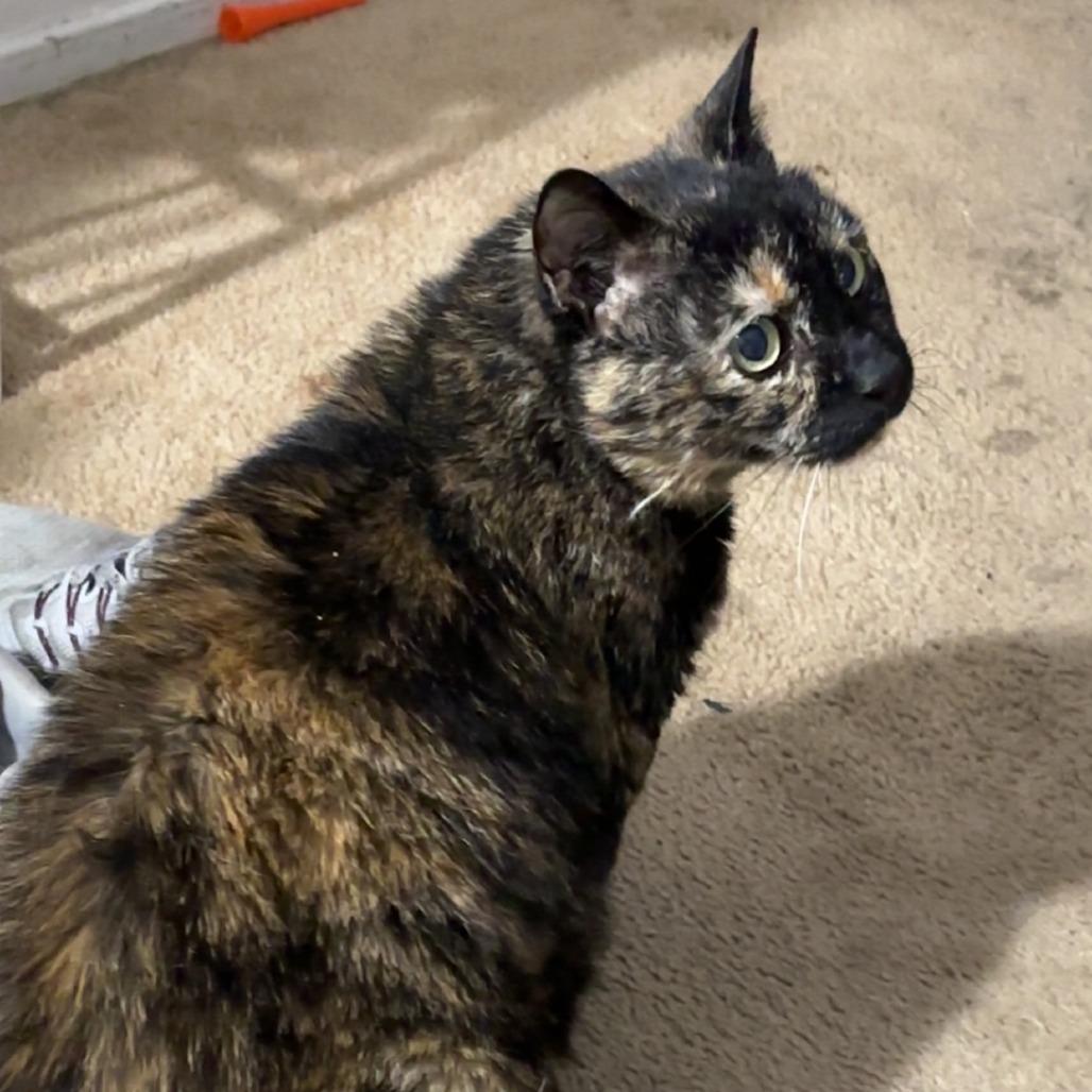 Delilah, a Adoptable Domestic Short Hair in Amarillo, TX image 2/6
