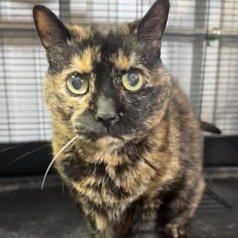 Enlarge Delilah, a Adoptable Domestic Short Hair in Amarillo, TX image 2/4