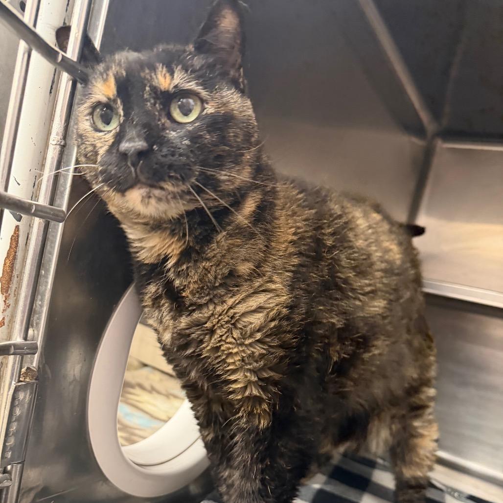 Enlarge Delilah, a Adoptable Domestic Short Hair in Amarillo, TX image 3/4