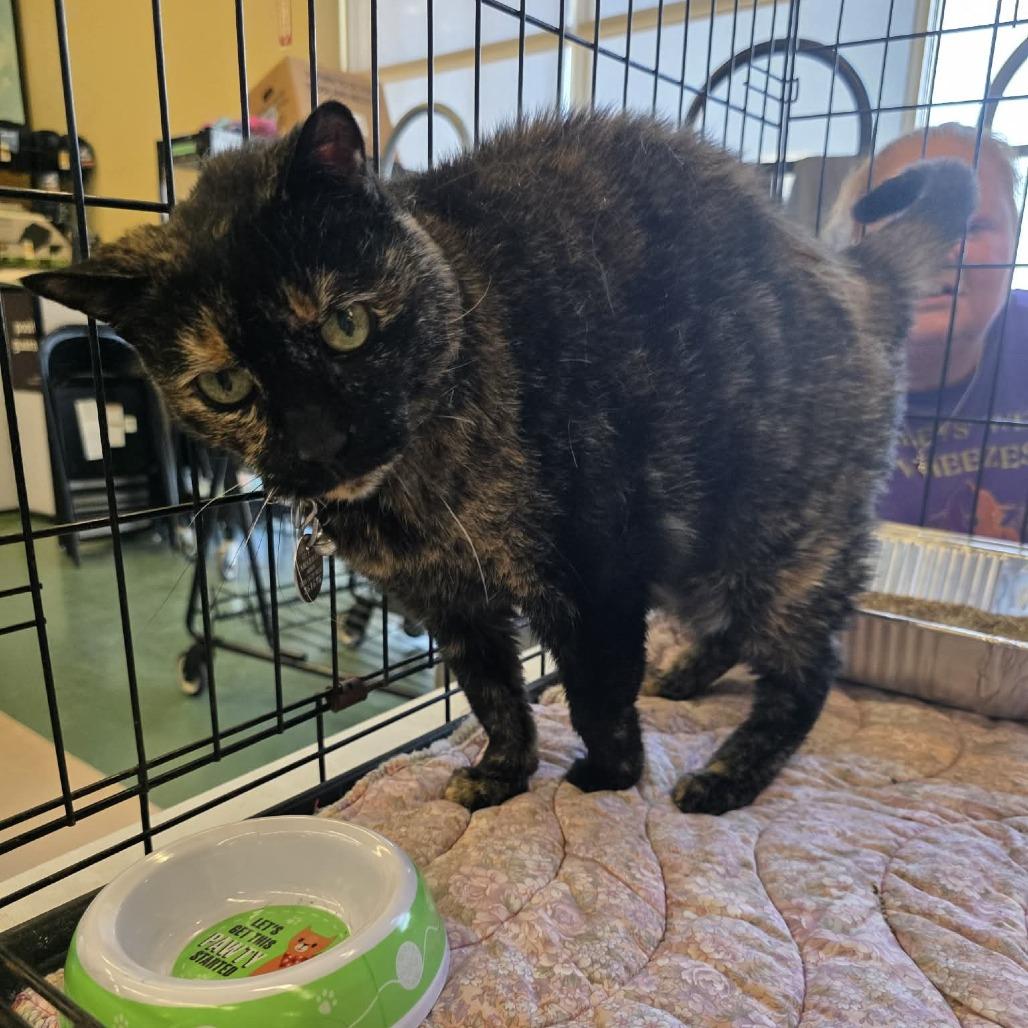 Delilah, a Adoptable Domestic Short Hair in Amarillo, TX image 5/6
