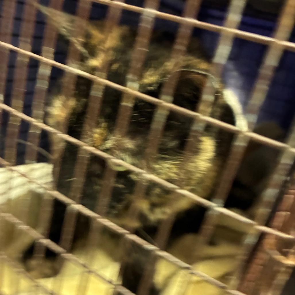 Enlarge Delilah, a Adoptable Domestic Short Hair in Amarillo, TX image 4/4