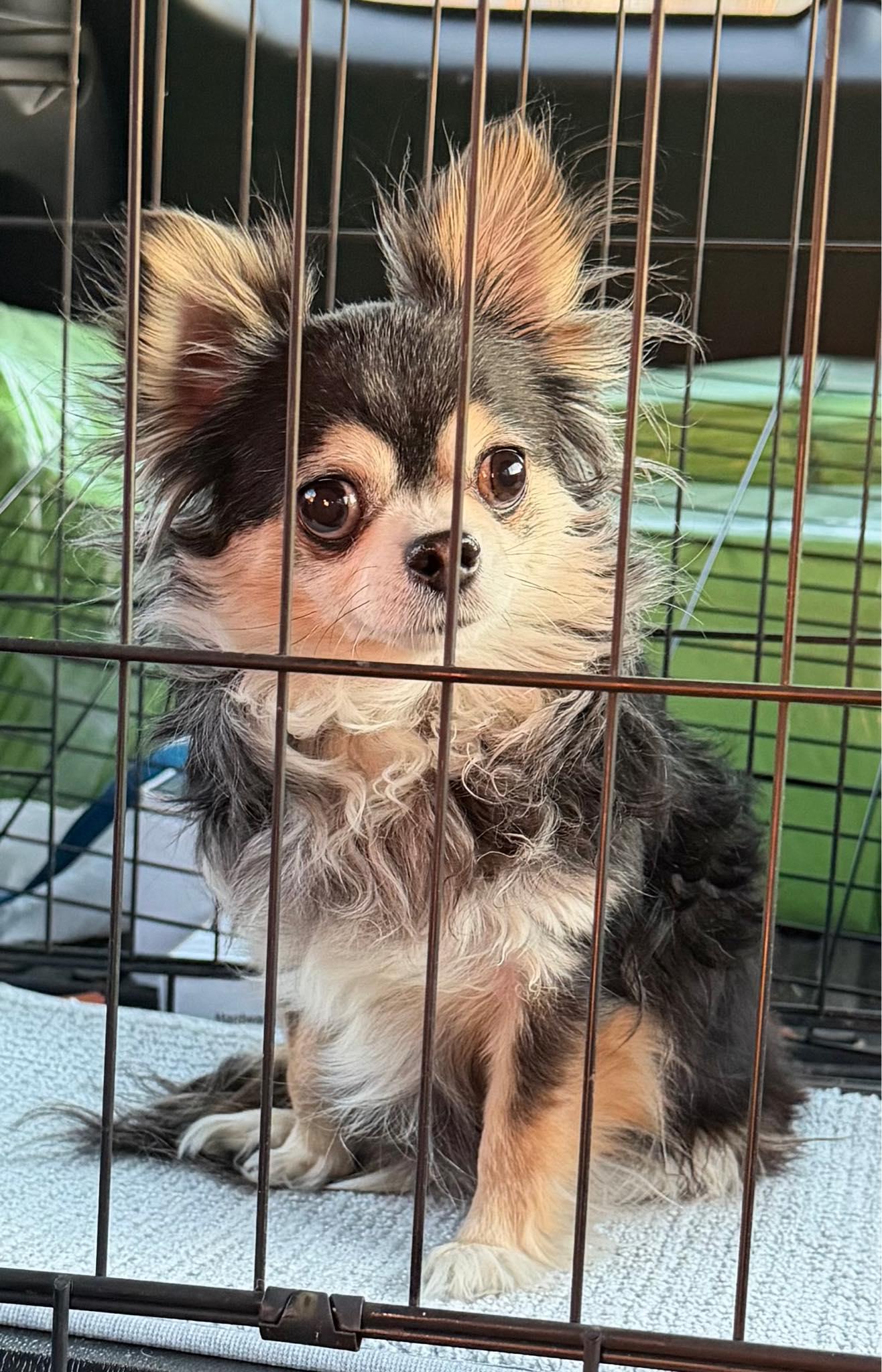 Enlarge BELLA, a Adoptable Chihuahua in Frisco, TX image 2/4