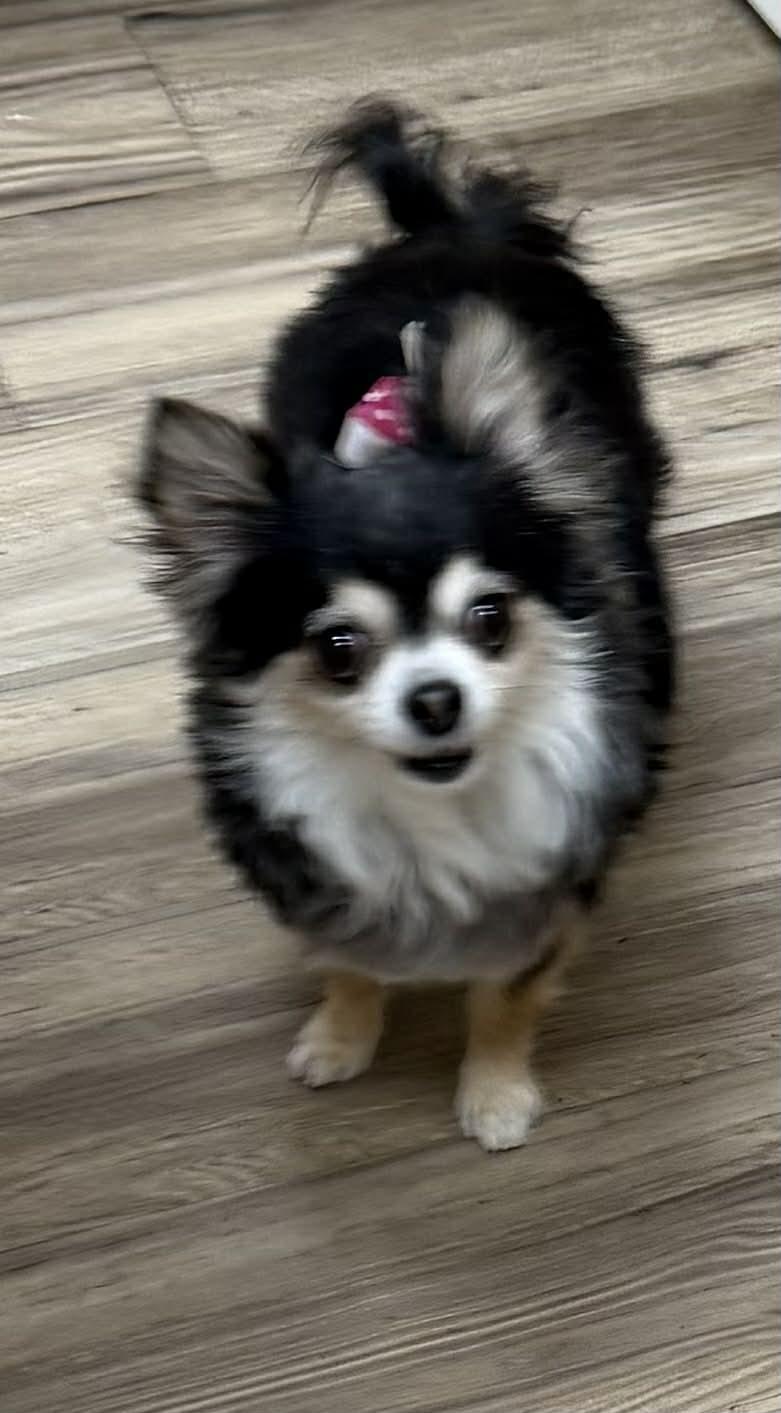 Enlarge BELLA, a Adoptable Chihuahua in Frisco, TX image 3/4