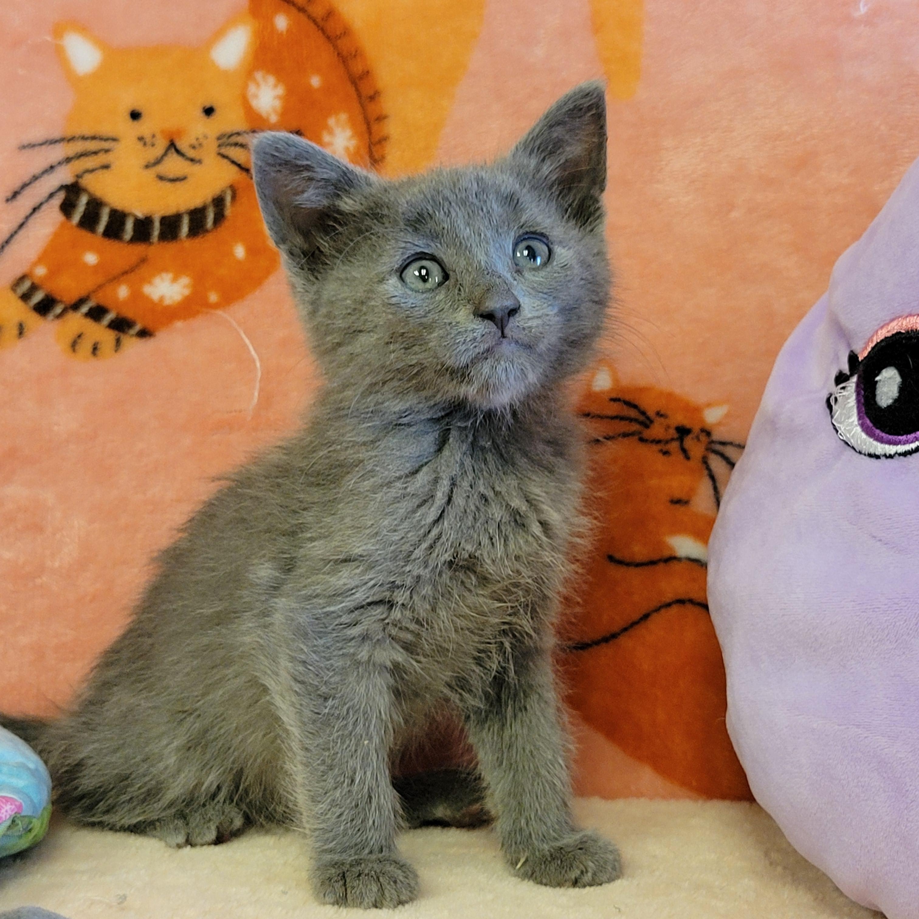 Daze, ADOPTABLE, Young Female Domestic Medium Hair.