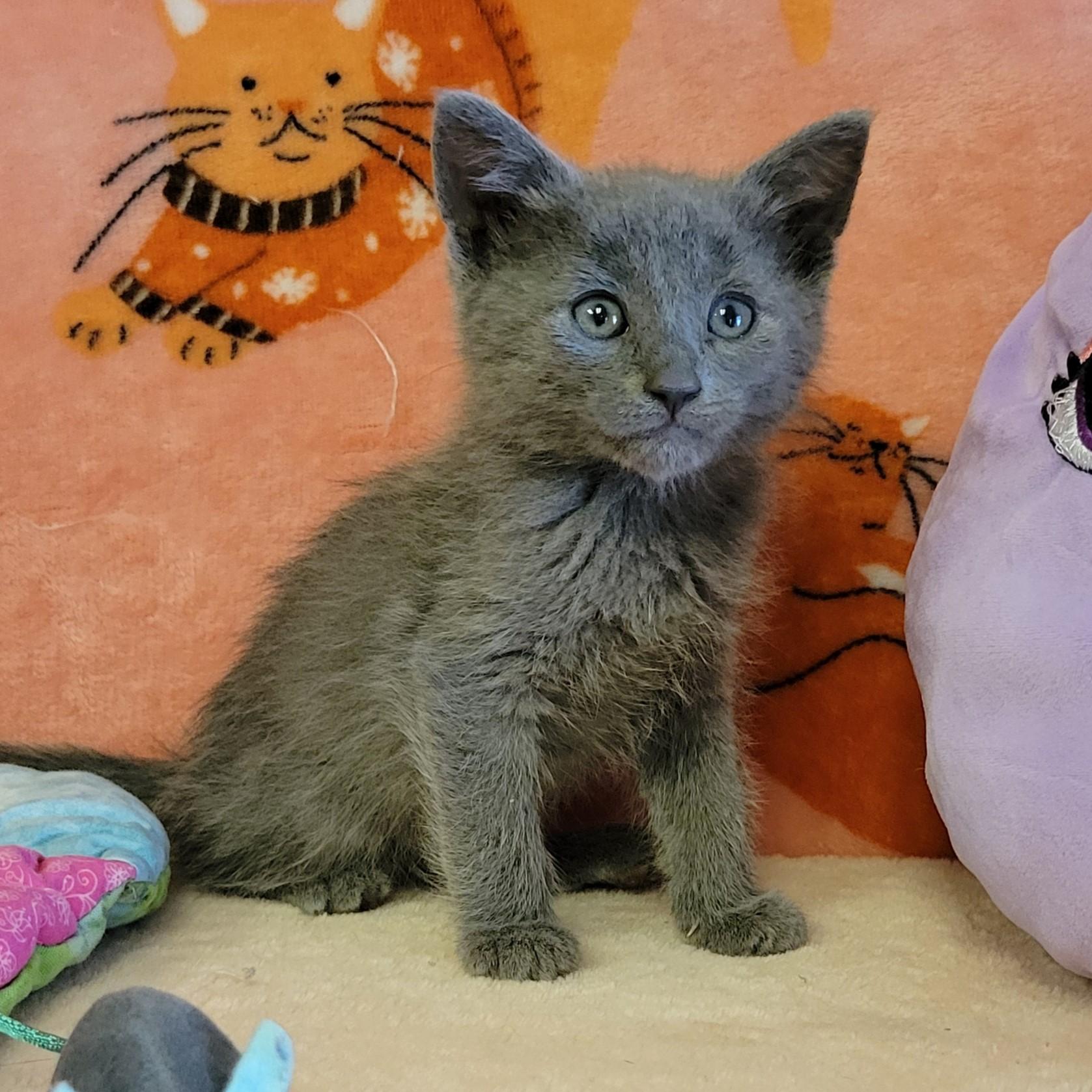 Enlarge Daze, a ADOPTABLE mixed breed in ALPINE, TX image 3/6