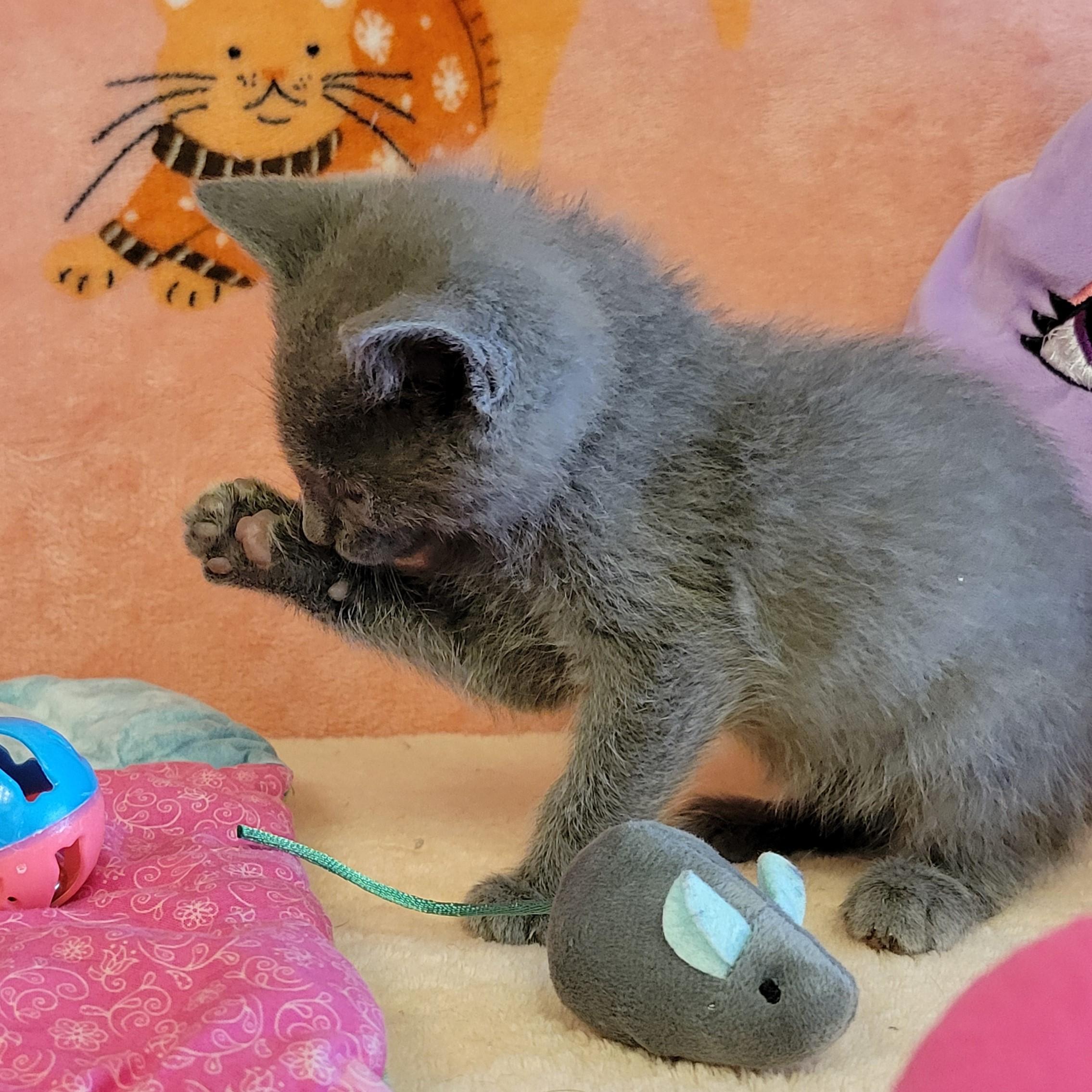 Enlarge Daze, a ADOPTABLE mixed breed in ALPINE, TX image 6/6