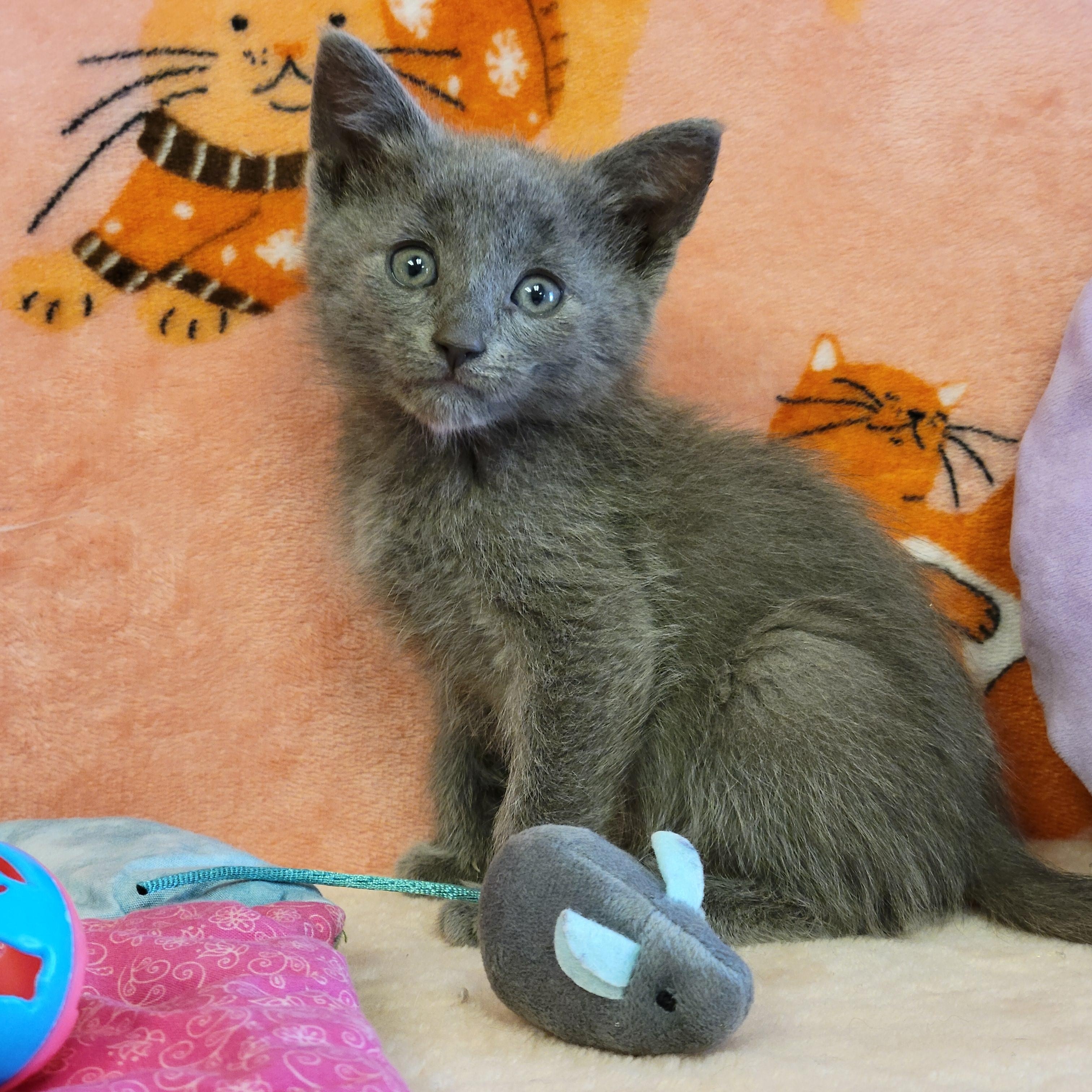 Enlarge Daze, a ADOPTABLE mixed breed in ALPINE, TX image 4/6