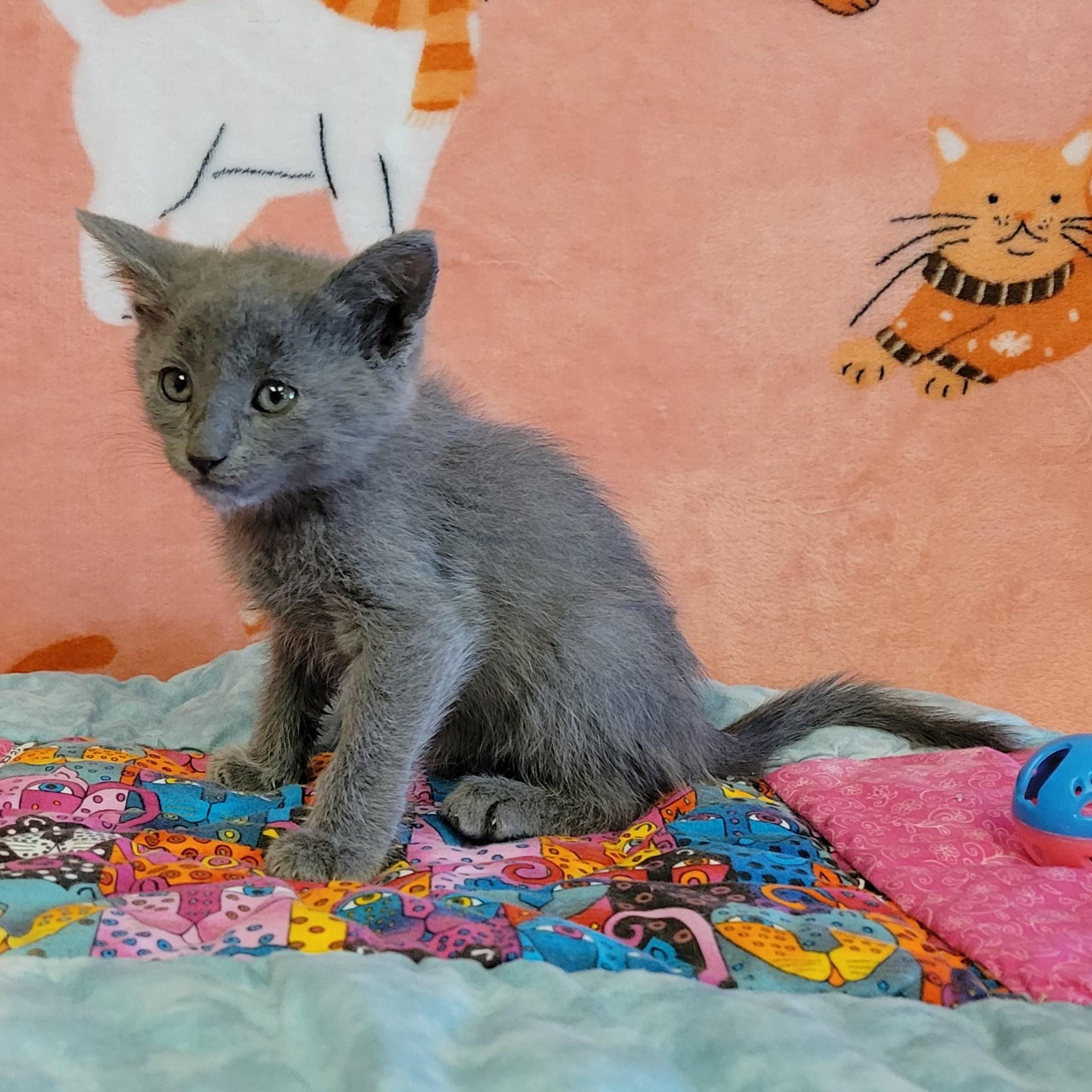 Enlarge Daze, a ADOPTABLE mixed breed in ALPINE, TX image 5/6