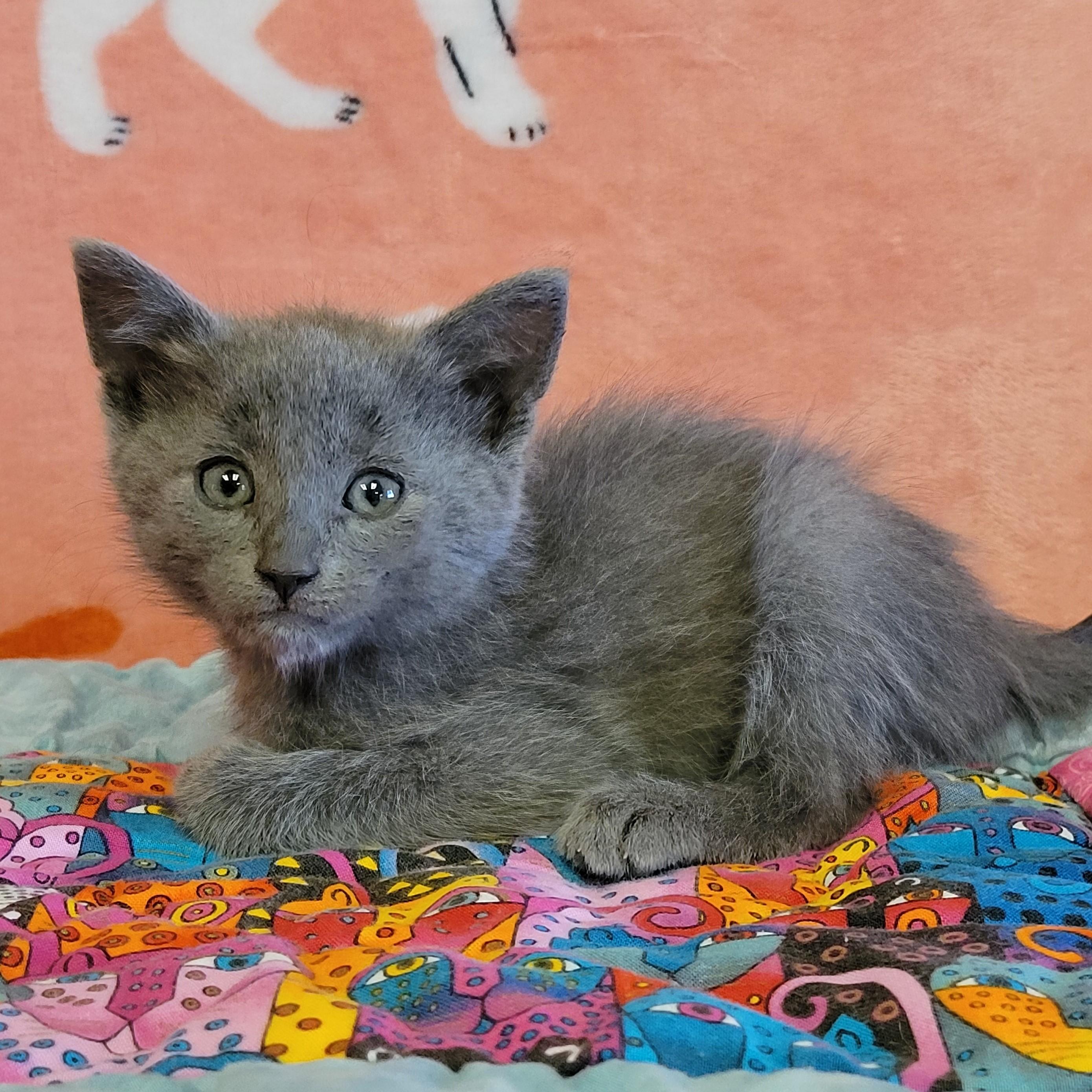 Enlarge Daze, a ADOPTABLE mixed breed in ALPINE, TX image 2/6
