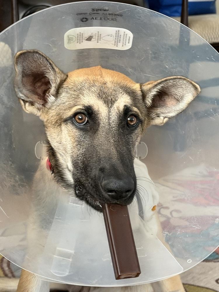 Joey, Adoptable, Puppy Male German Shepherd Dog.
