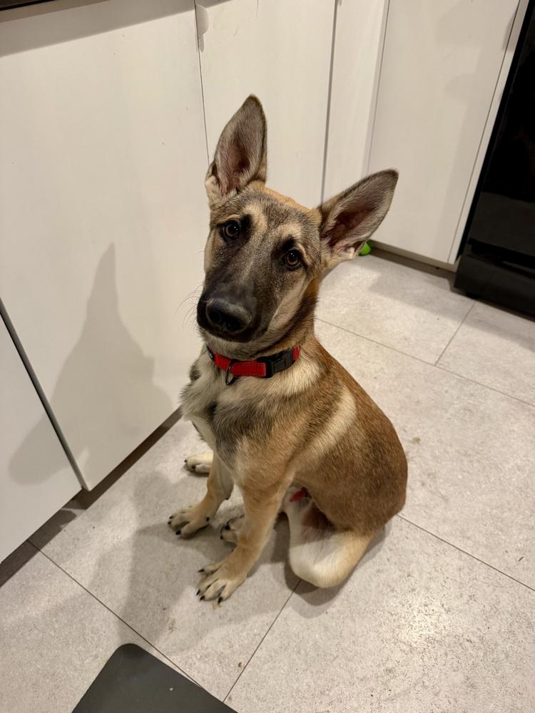 Enlarge Joey, a Adoptable German Shepherd Dog in Palo Alto, CA image 2/6