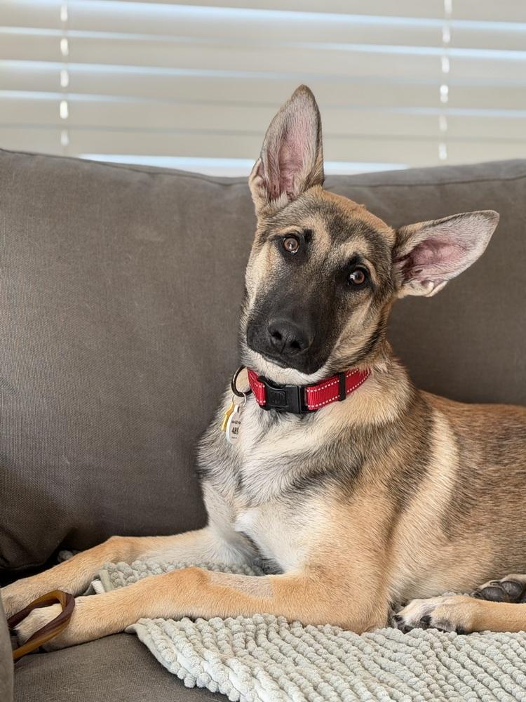 Enlarge Joey, a Adoptable German Shepherd Dog in Palo Alto, CA image 3/6