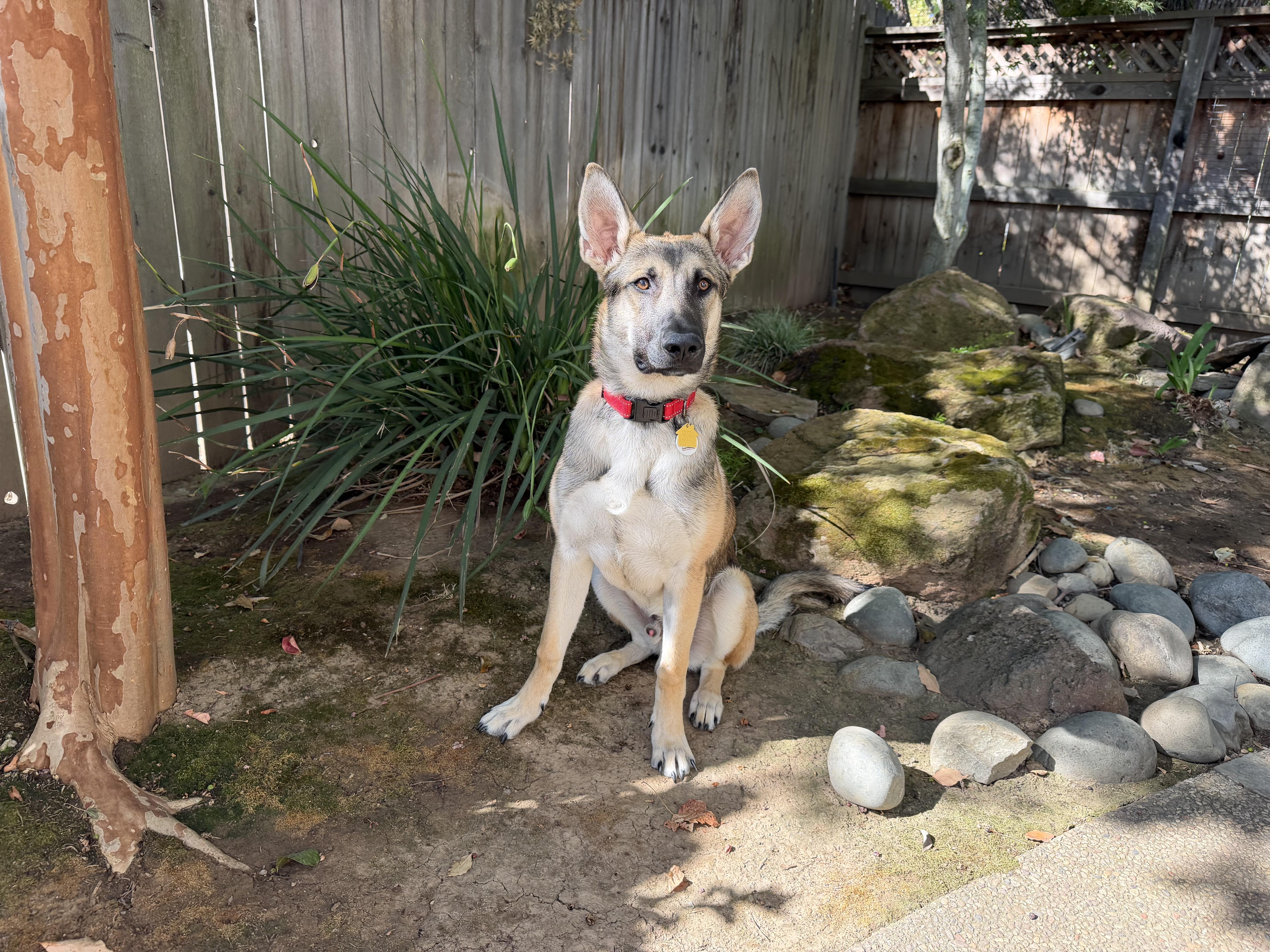 Enlarge Joey, a Adoptable German Shepherd Dog in Sacramento, CA image 2/6
