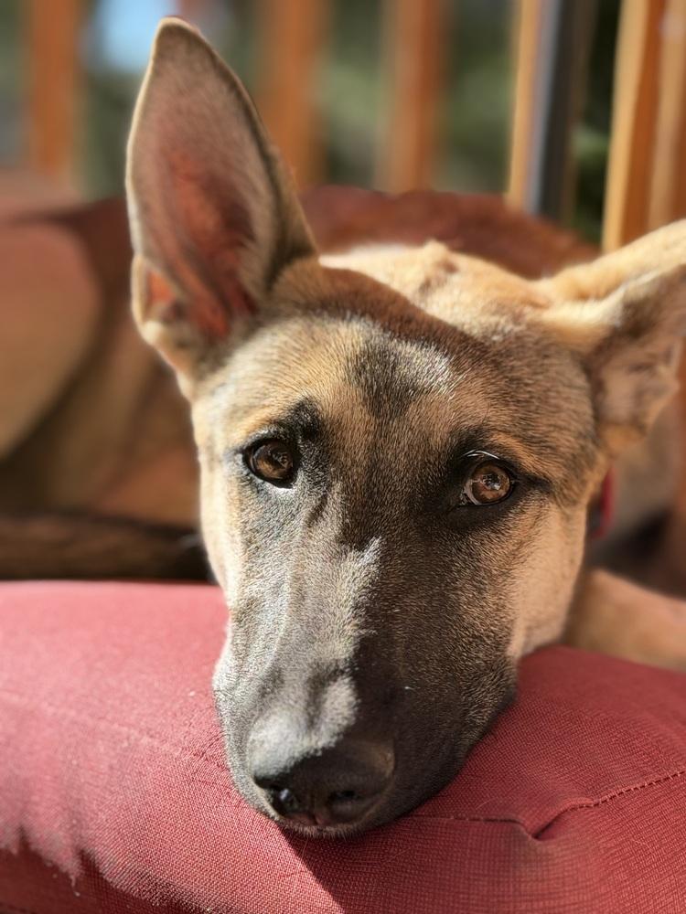 Enlarge Joey, a Adoptable German Shepherd Dog in Palo Alto, CA image 4/6